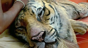 Bengal tiger, Richard Parker from "Life of Pi" Bengal tiger, Richard Parker from "Life of Pi"